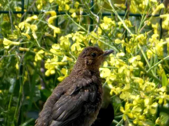 A blackbird among yellow wildflowers