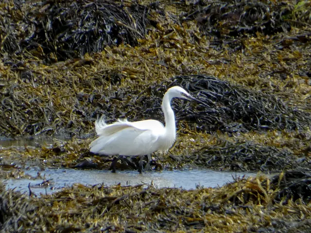 A swan feeding among the seaweed at low tide