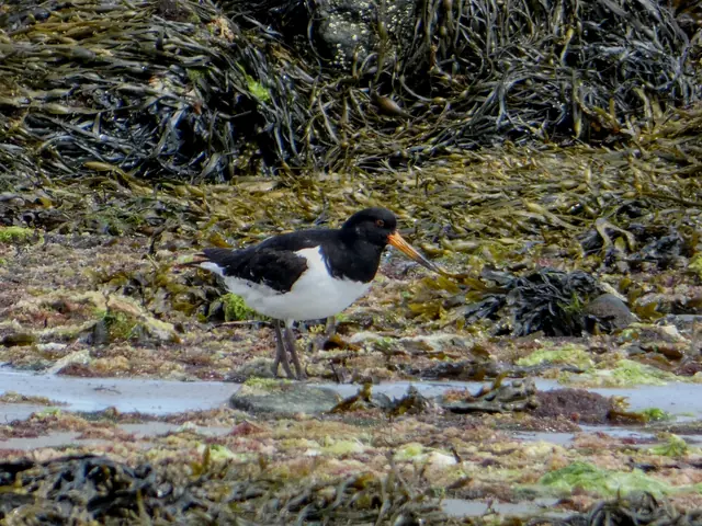 An oystercatcher picking through the seaweed