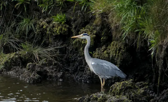 A grey heron hunting in a stream