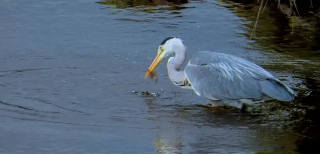 An egret wading in the shallows
