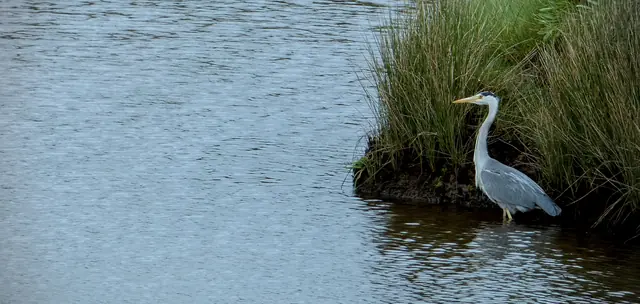 An egret stalking the salt marsh